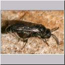 Psenulus sp - Grabwespe 04a 8-9mm mit Blattlaus.jpg